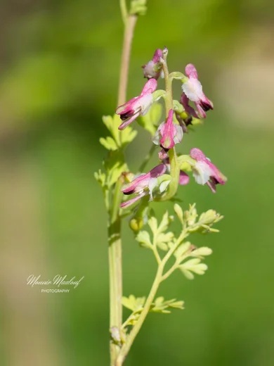Fumaria densiflora