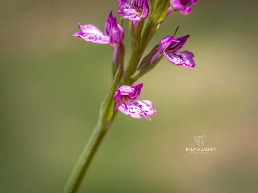 Dactylorhiza iberica