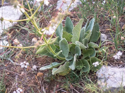 قصعين صغير الغطاء