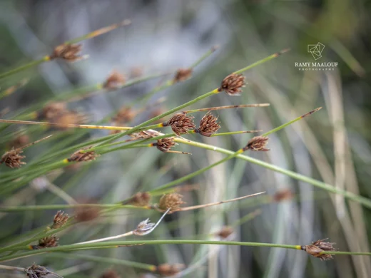 Schoenus nigricans
