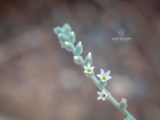 Heliotropium bovei
