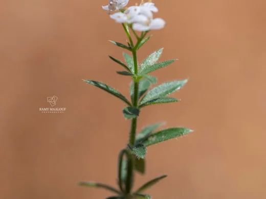 Galium pestalozzae
