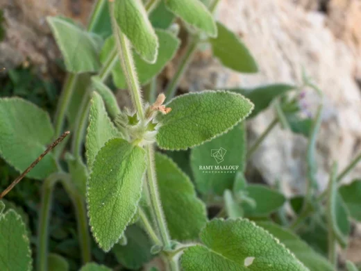 بطنج إهرنبرغ