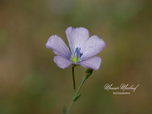 Linum bienne