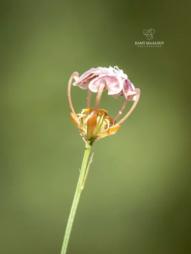 Nigella unguicularis
