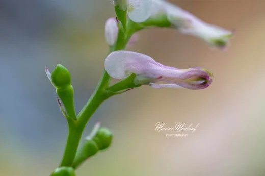 Fumaria judaica