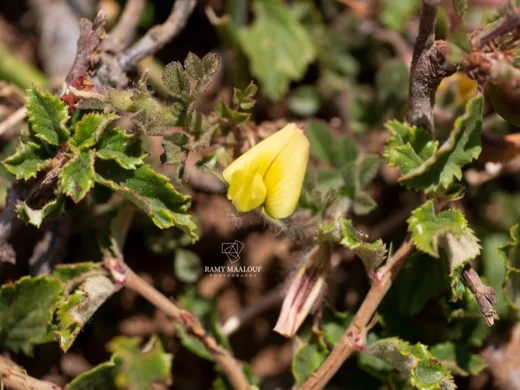 Ononis adenotricha
