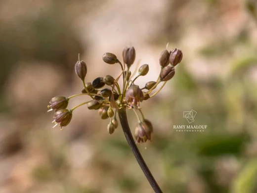 Allium pseudostamineum