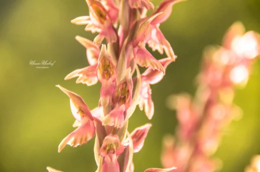 Anacamptis sancta