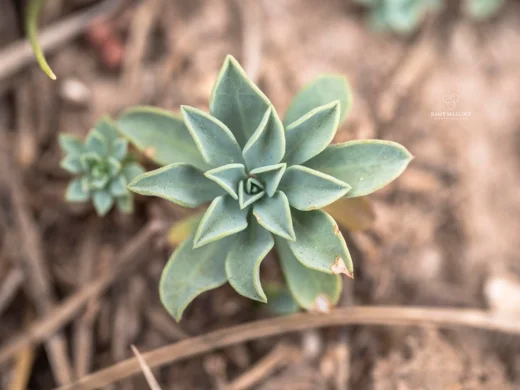 Linum toxicum