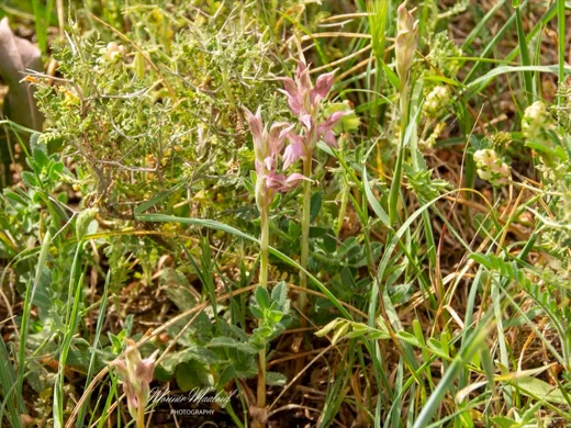 Anacamptis sancta